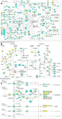 Network analysis, in vivo, and in vitro experiments identified the mechanisms by which Piper longum L. [Piperaceae] alleviates cartilage destruction, joint inflammation, and arthritic pain